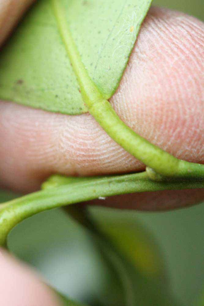            Petiole (Riverside, CA)   